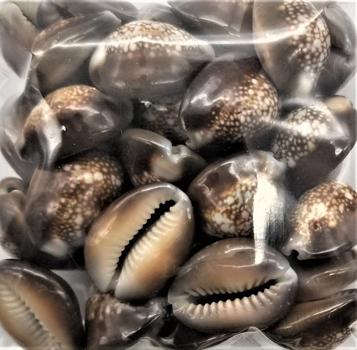 Snake Head Cowrie Shell