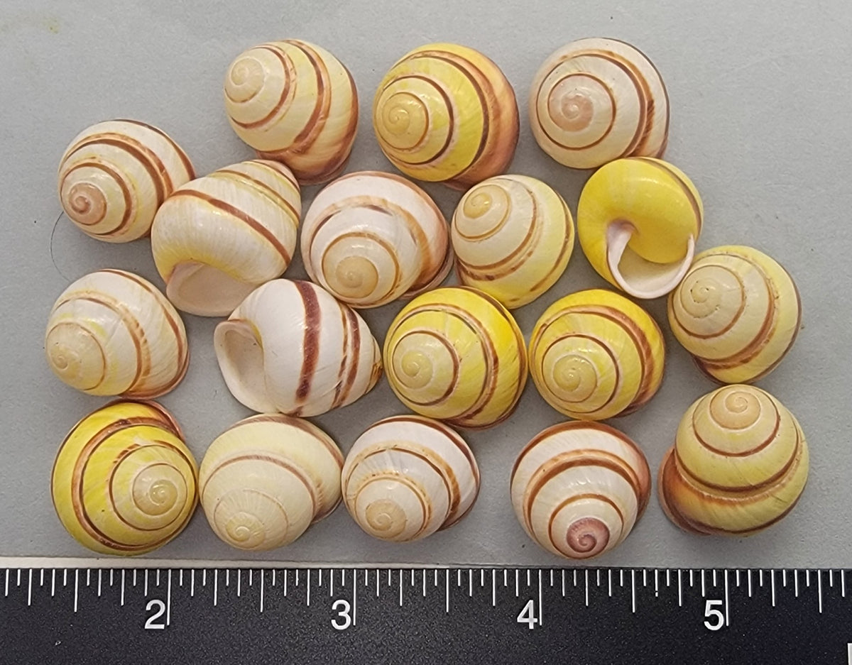 Round Mixed White and Yellow with Red/Pink Land Snails - 15mm to