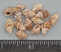Nassarius Shells- Tan And White