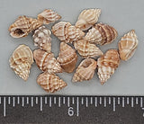Nassarius Shells- Tan And White