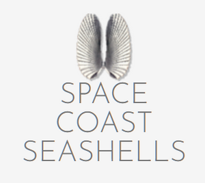 The Space Coast Shell Club Show 2024