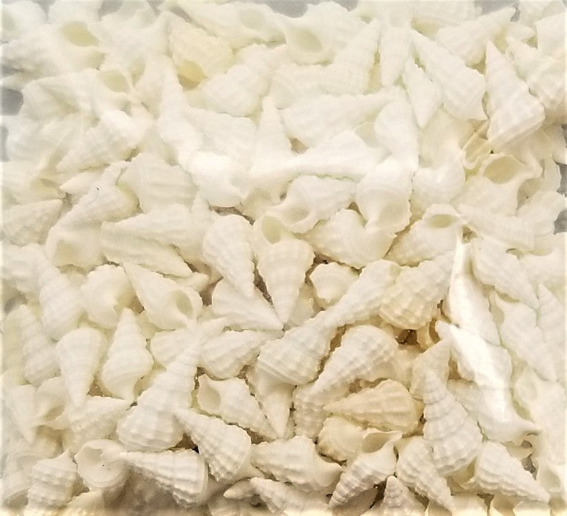 Ceriths – Shells for Artists