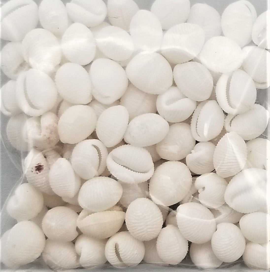 Trivia Shells Trivias – Shells for Artists