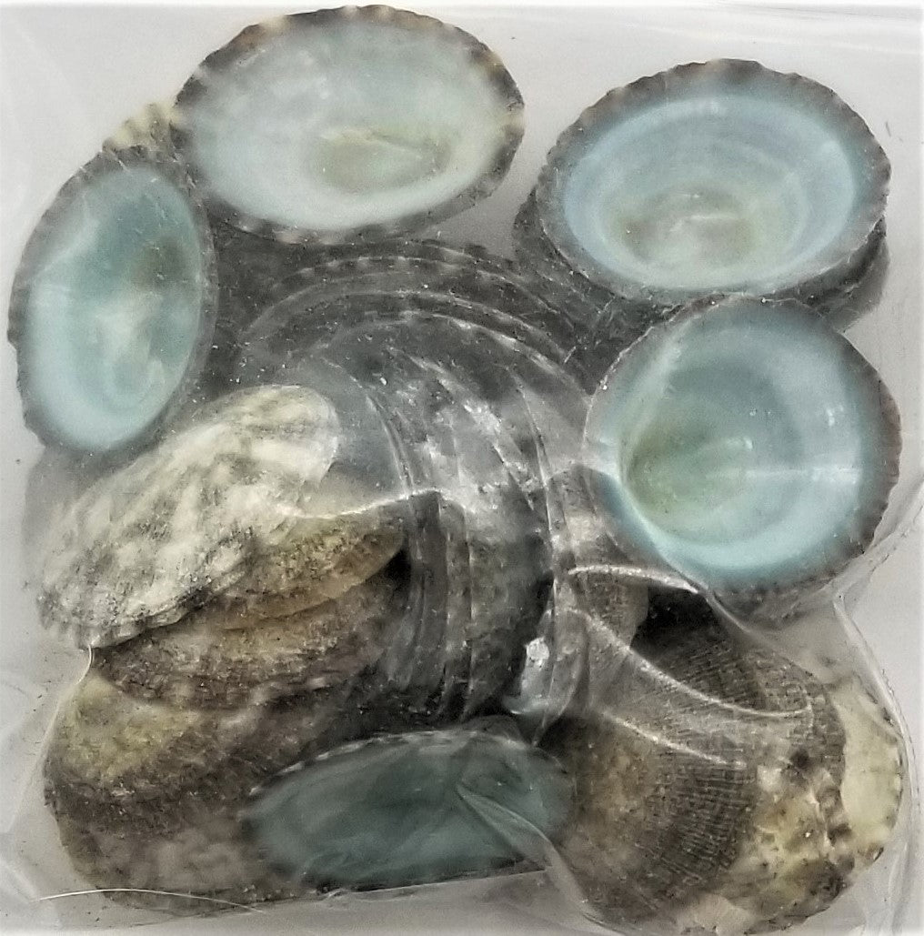 Blues and Turquoise – Shells for Artists