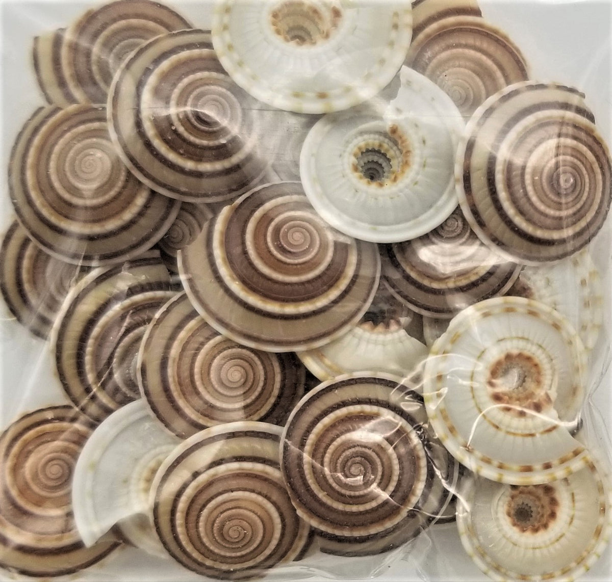 Small (10mm to 20mm) – Shells for Artists