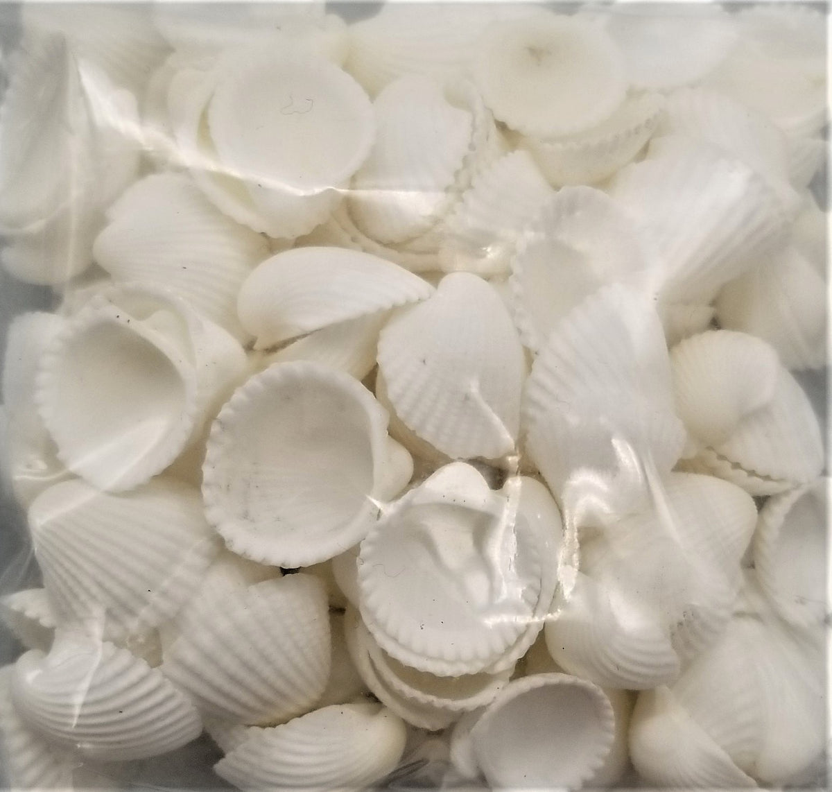 Ark Shell Product Ark Shells – Shells for Artists