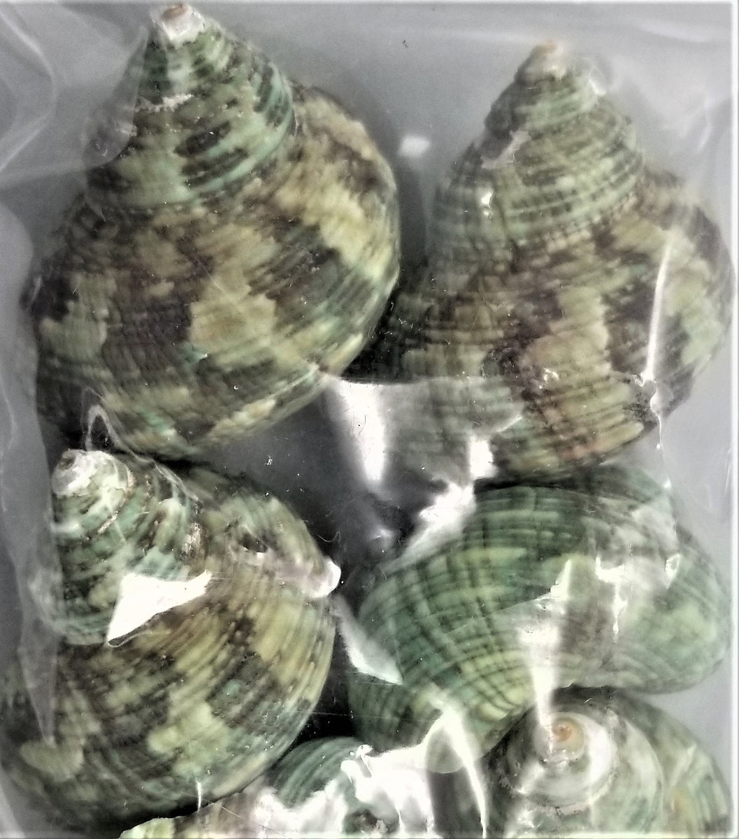 Turbans – Shells for Artists