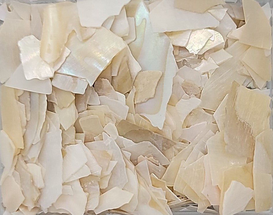 Shell Chips – Shells for Artists