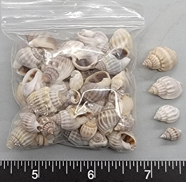 Nassarius Shells - 13mm to 16mm - 2.5"x2.5" bag