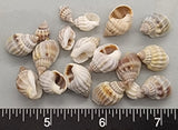 Nassarius Shells - 13mm to 16mm - 2.5"x2.5" bag