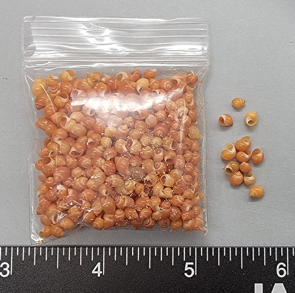 Red “Moon” Snails - 3mm to 4mm - 2" x 2" bag