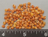 Red “Moon” Snails - 3mm to 4mm - 2" x 2" bag