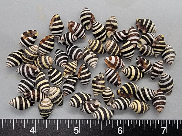 Large Super quality Black and White Bumblebee Shells - 11mm to 14mm - 50pcs