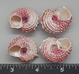 Red Delphinula - 26mm to 30mm - 4pcs