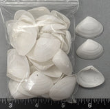Polished Large White CayCays - 24mm to 32mm - 50pcs
