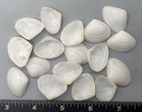 Polished Large White CayCays - 24mm to 32mm - 50pcs