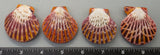 Polished Joseph's Coat Scallops - 4pcs - 45mm to 55mm
