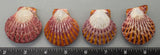 Polished Joseph's Coat Scallops - 4pcs - 45mm to 55mm