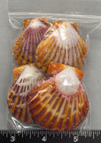 Polished Joseph's Coat Scallops - 4pcs - 45mm to 55mm