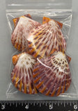 Polished Joseph's Coat Scallops - 4pcs - 45mm to 55mm