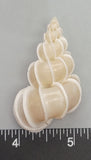 Precious Wentletrap Shell - 2" - 1pc