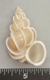 Precious Wentletrap Shell - 2" - 1pc