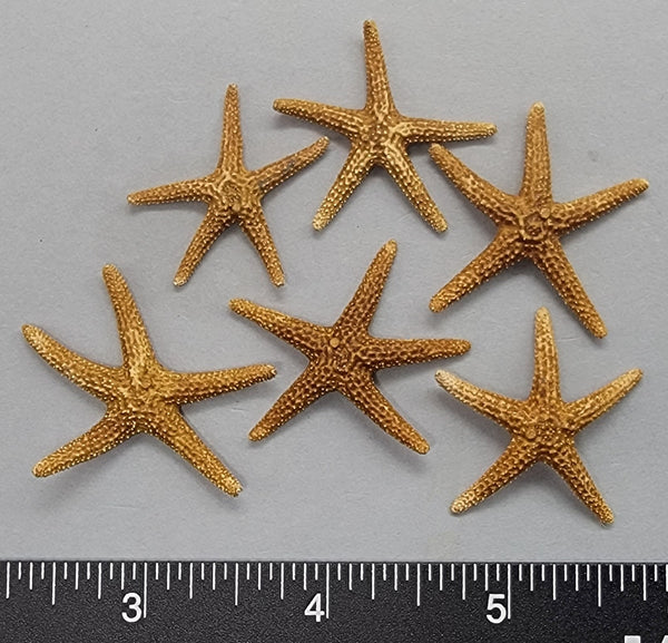 Atlantic Sea Stars - 25mm to 35mm - 6pcs