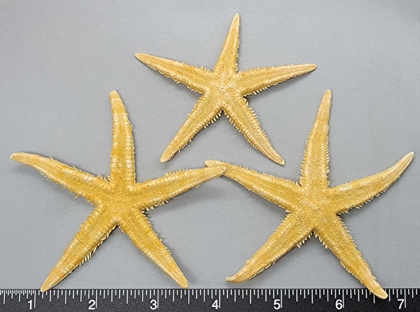 Flat Sea Stars - 2.75" to 3" - 3pcs
