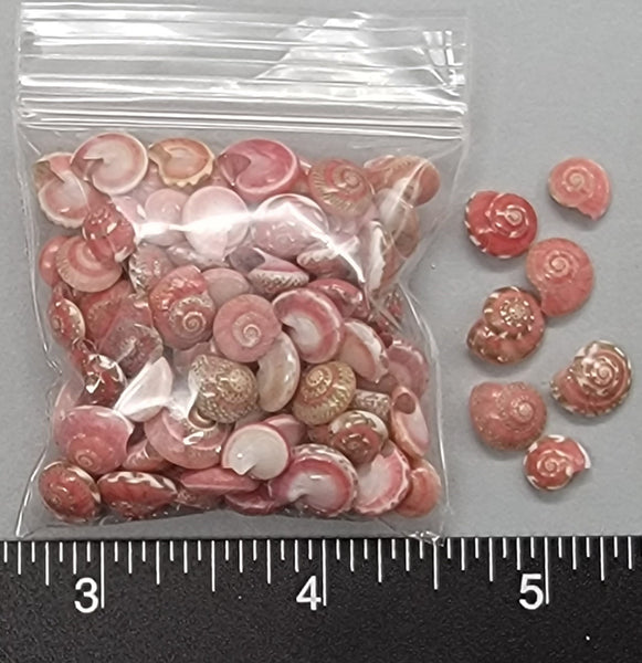 Select Red Button Shells - 6mm to 10mm - 2" x 2" bag