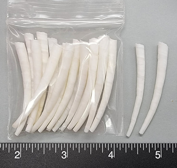 Tusk Shells - Long Smooth White - 45mm to 55mm - 20pcs