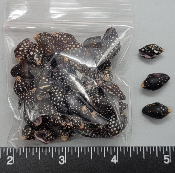 Black Spotted Dove Shells - 12mm to 15mm - 50 pcs