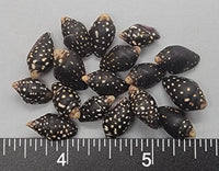 Black Spotted Dove Shells - 12mm to 15mm - 50 pcs