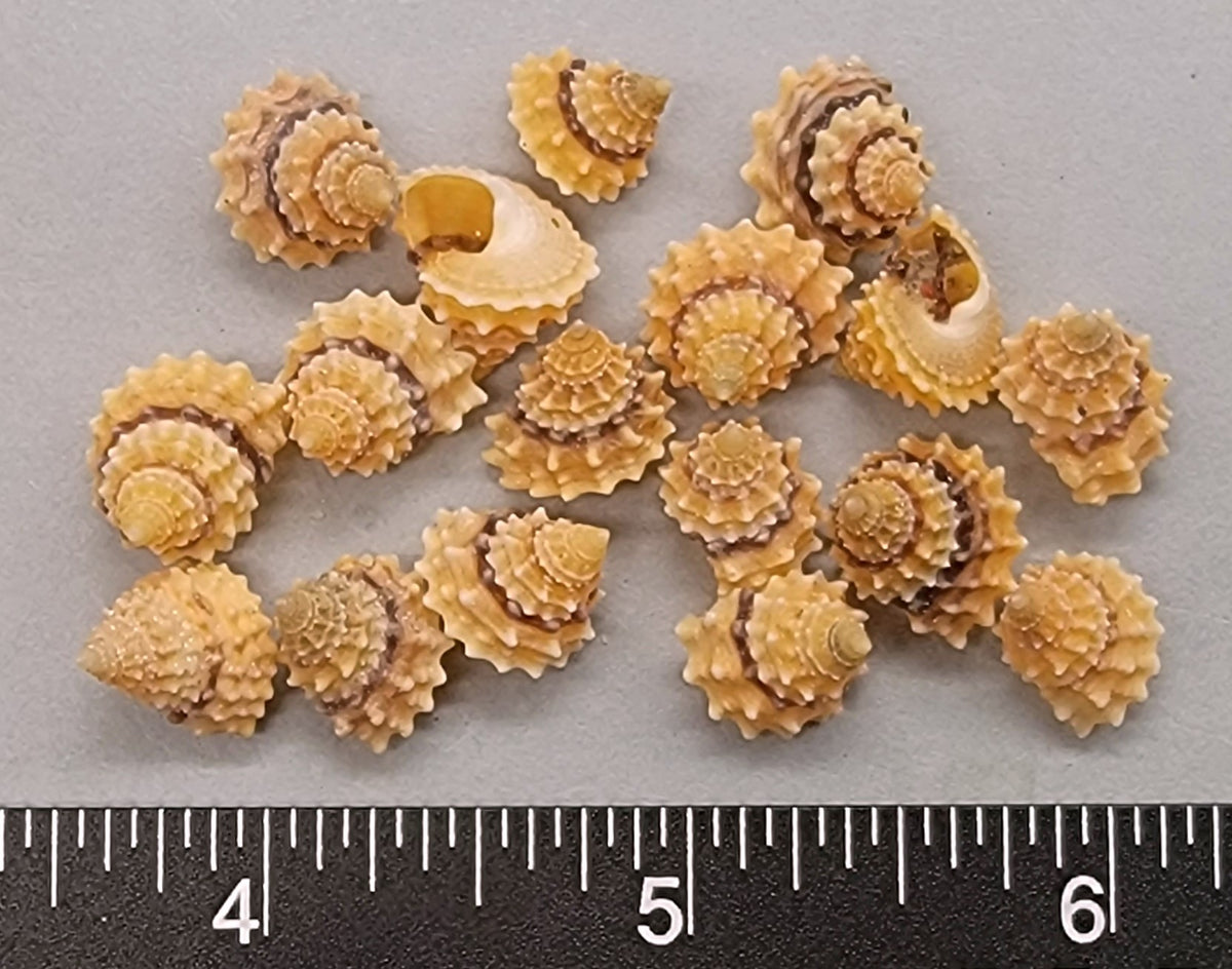 Prickly Tectarius Shells - 9mm to 14mm - 32 pcs – Shells for Artists