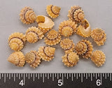 Prickly Tectarius Shells - 9mm to 14mm - 32 pcs