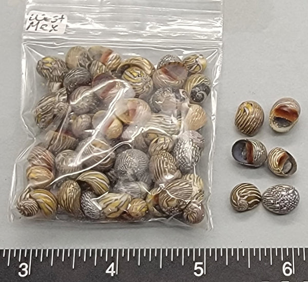 Mexican nerites - 8mm to 11mm - 2.5"x2.5" bag