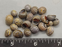 Mexican nerites - 8mm to 11mm - 2.5"x2.5" bag