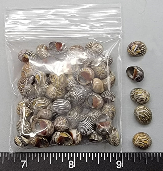 Mexican nerites - 8mm to 11mm - 2.5"x2.5" bag