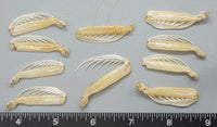 Large Squilla Claws - 10pcs