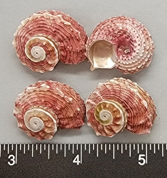 Red Dolphin Shells - 25mm to 30mm - 4pcs