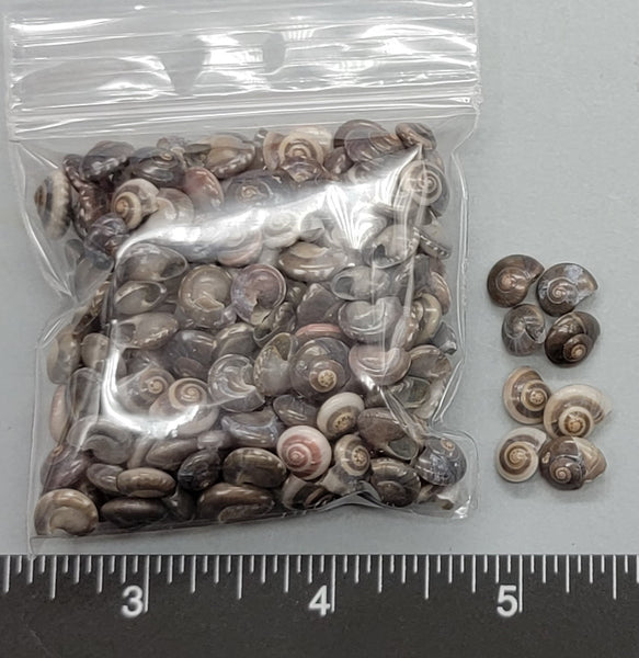 Black Button Shells - 7mm to 9mm - 2.5"x2.5" bag