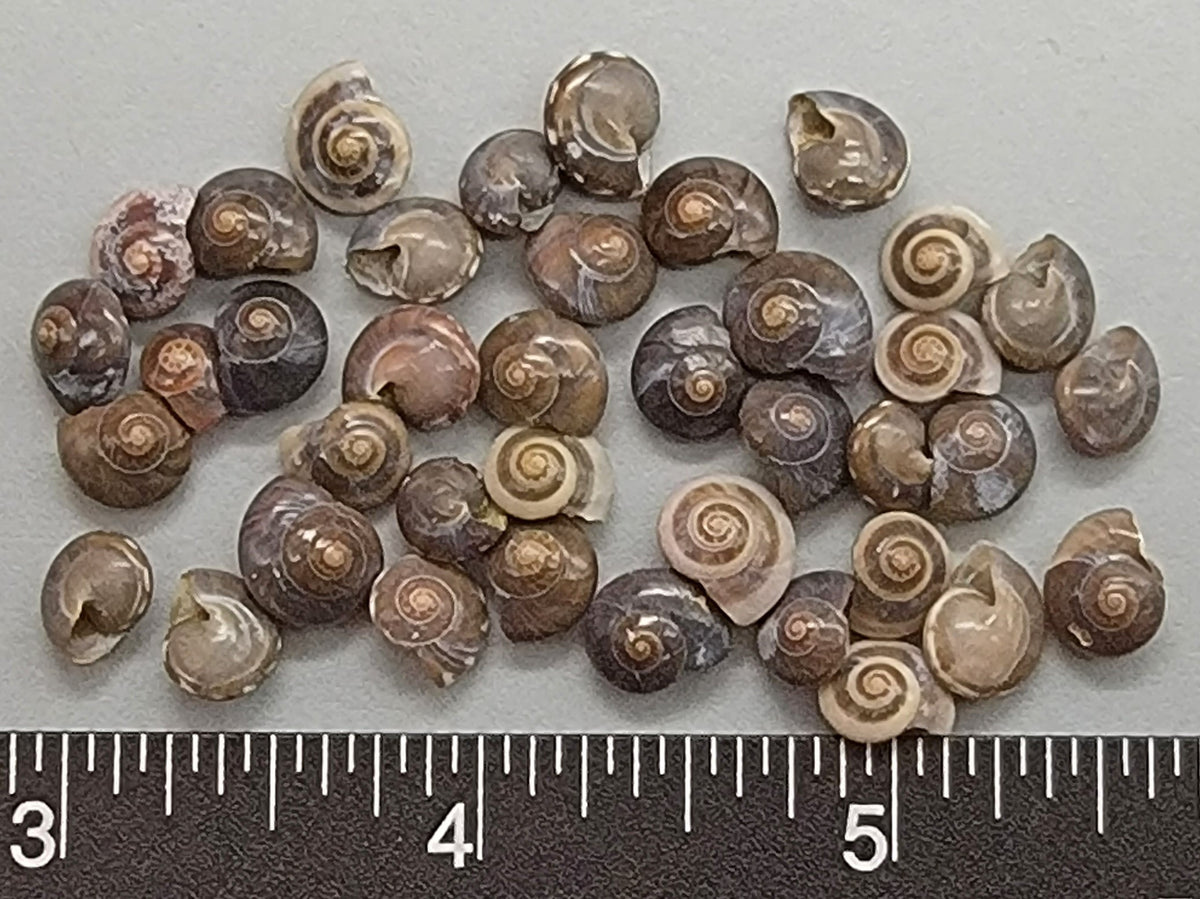 Black Button Shells - 7mm to 9mm - 2.5