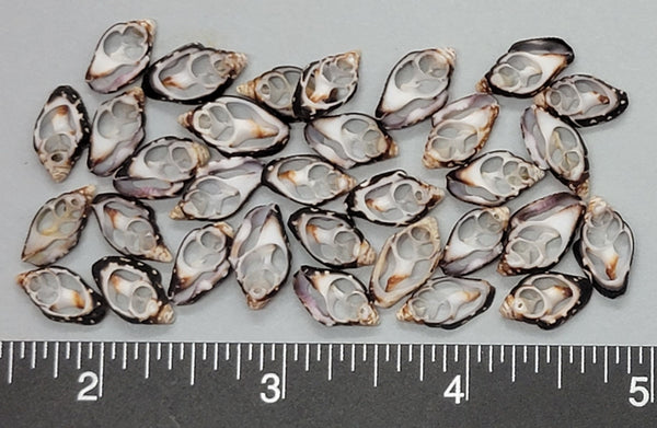 Center Cut Black Dove Shells - 12mm x 15mm - 32pcs