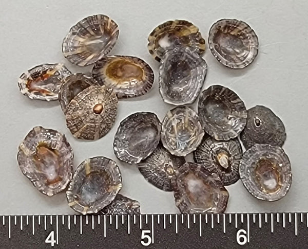 Black Limpets - 12mm to 16mm - 2"x2" bag