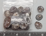 Black Limpets - 12mm to 16mm - 2"x2" bag