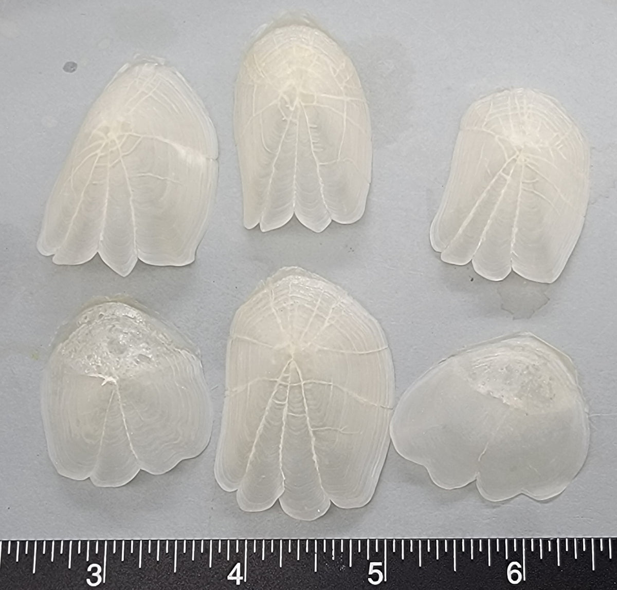 Scalloped Fish Scales - 30mm by 40mm - 10pcs – Shells for Artists