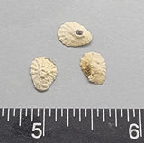 Tiny Warm Toned South African Star Limpets - 15 pcs - 6mm x 8mm to 7mm x 10mm