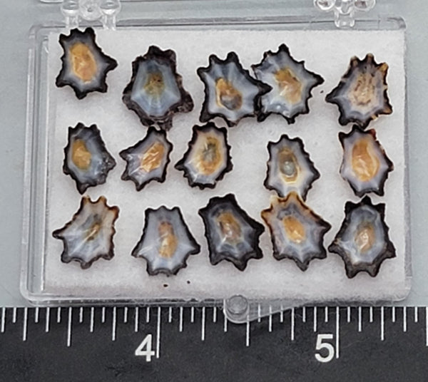 Tiny South African Star Limpets - 15 pcs - 7mm x 8mm to 10mm x 12mm