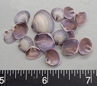 Small Purple Clams - 9mm to 15mm wide - 2.5" x 2.5" Bag