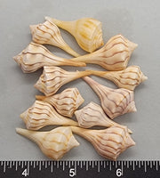 Left-Handed Whelks - 25mm to 40mm - 12 pcs