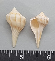 Left-Handed Whelks - 25mm to 40mm - 12 pcs